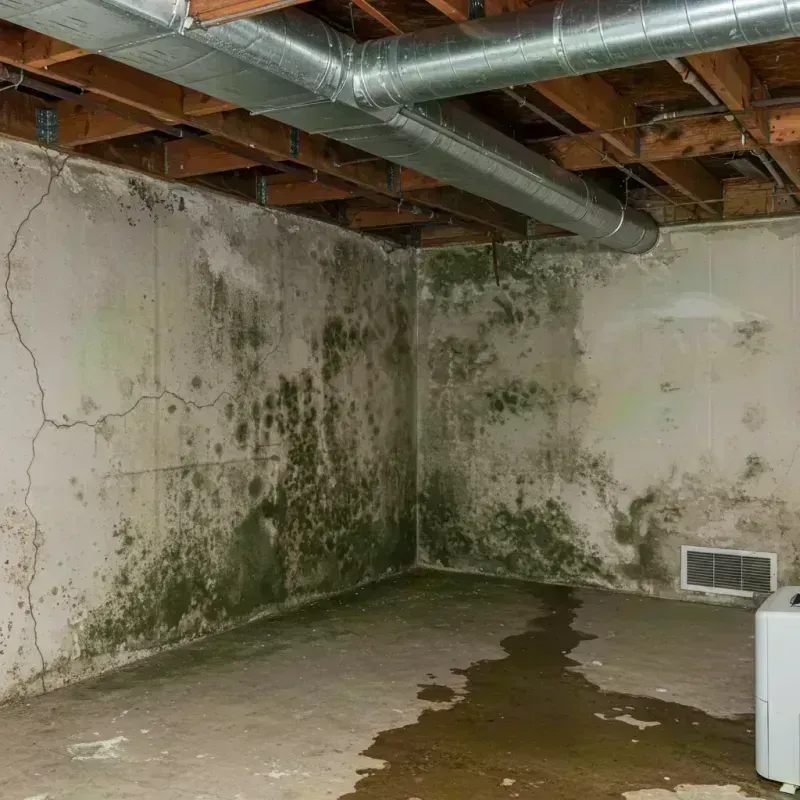 Professional Mold Removal in Long Grove, IL